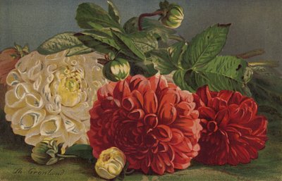 Dahliaer af English School